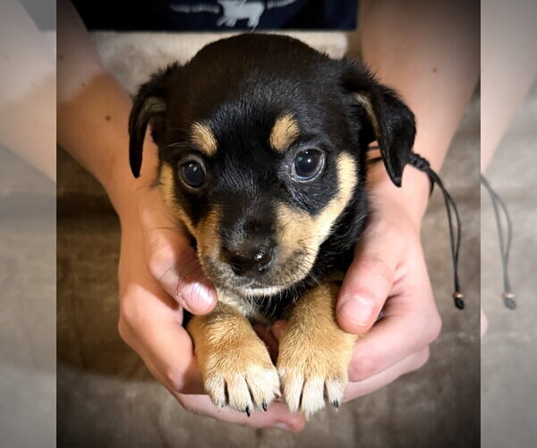 Medium Photo #2 Rat Terrier-Unknown Mix Puppy For Sale in Holly Springs, NC, USA