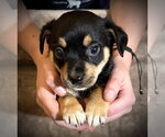 Small #1 Rat Terrier Mix