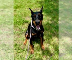Doberman Pinscher Dogs for adoption in Forestville, MD, USA