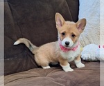 Small Photo #25 Pembroke Welsh Corgi Puppy For Sale in ARROYO GRANDE, CA, USA