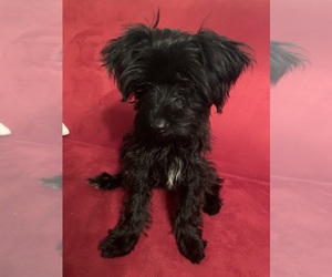 Poodle (Toy)-Yorkshire Terrier Mix Puppy for sale in GREENVILLE, NC, USA