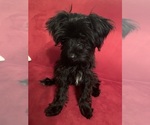 Image preview for Ad Listing. Nickname: Yorkipoo