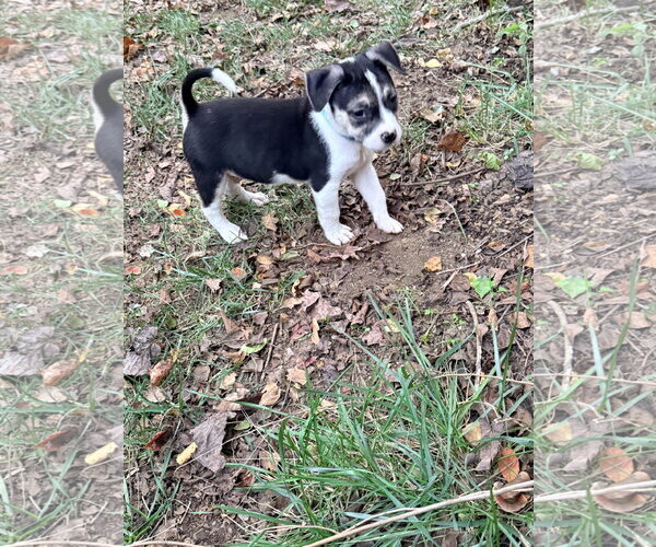 Medium Photo #15 American Staffordshire Terrier-Siberian Husky Mix Puppy For Sale in Holly Springs, NC, USA
