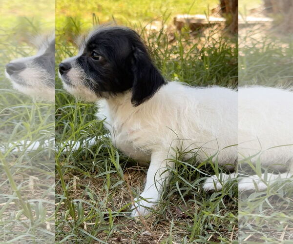 Medium Photo #5 Mutt Puppy For Sale in Lake Elsinore, CA, USA
