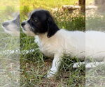 Small #4 Mutt