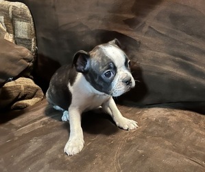Boston Terrier Puppy for sale in ABILENE, TX, USA