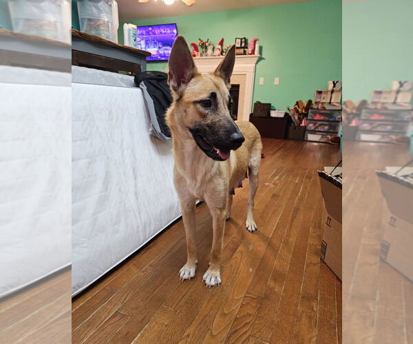 Medium Photo #6 Shepradors Puppy For Sale in Raleigh, NC, USA
