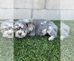 Small #7 French Bulldog