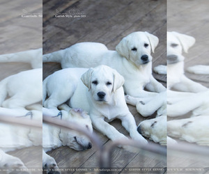 Labrador Retriever Puppy for sale in Odessa, Odessa, Ukraine