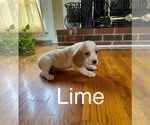Puppy Lime Beagle
