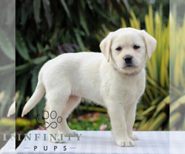 Medium Photo #5 Labrador Retriever Puppy For Sale in GORDONVILLE, PA, USA