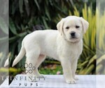 Small Photo #5 Labrador Retriever Puppy For Sale in GORDONVILLE, PA, USA