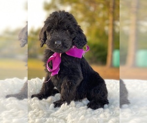 Goldendoodle Puppy for sale in FROSTPROOF, FL, USA