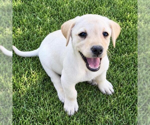 Medium Photo #1 Labrador Retriever-Unknown Mix Puppy For Sale in San Diego, CA, USA