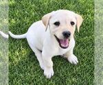 Huckleberry Finn Pup - Becky - Female Labrador Retriever-Unknown Mix Dog for Adoption - Small photo