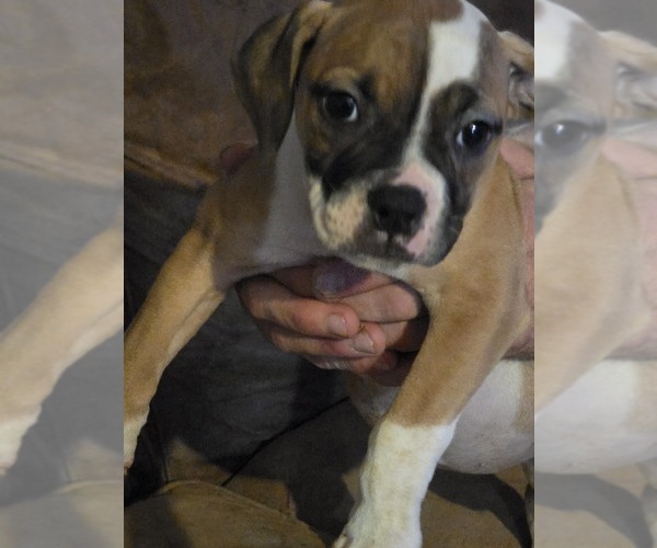 Medium Photo #1 American Bulldog Puppy For Sale in CALVERT CITY, KY, USA