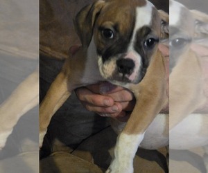 American Bulldog Puppy for sale in CALVERT CITY, KY, USA