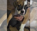 Girl 3 - Female American Bulldog Puppy for Sale - Small photo