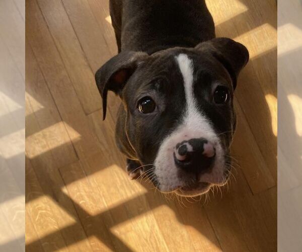 Medium Photo #4 American Staffordshire Terrier-Boxer Mix Puppy For Sale in Springdale, PA, USA