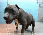 Small American Pit Bull Terrier