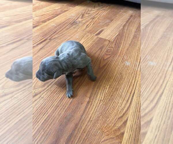 Medium Photo #2 Great Dane Puppy For Sale in MAYSVILLE, KY, USA