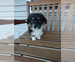 Pembroke Welsh Corgi-Poodle (Miniature) Mix Puppy for sale in LEBANON, MO, USA