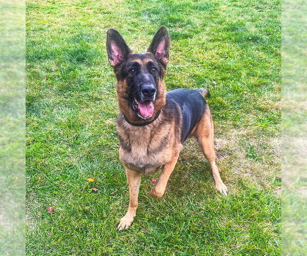 Medium Photo #4 German Shepherd Dog Puppy For Sale in Millburn, NJ, USA