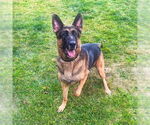 Small #3 German Shepherd Dog