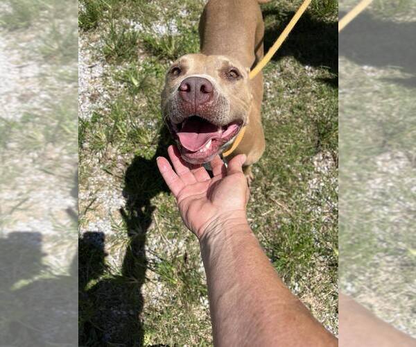 Medium Photo #2 Mutt Puppy For Sale in Abbeville, LA, USA