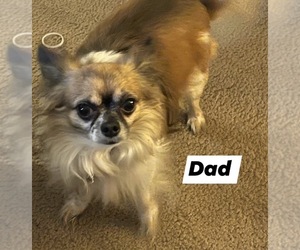 Father of the Chihuahua puppies born on 08/25/2025