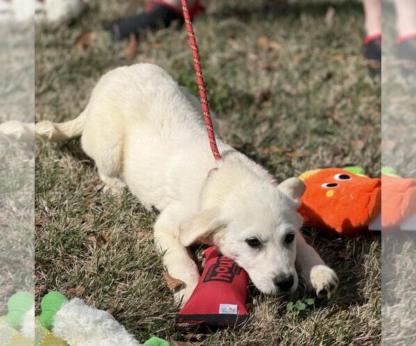 Medium Photo #3 Great Pyrenees-Unknown Mix Puppy For Sale in Yardley, PA, USA