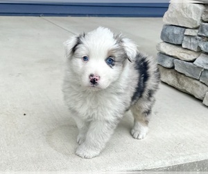 Australian Shepherd Puppy for sale in LODA, IL, USA