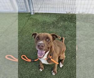 American Staffordshire Terrier-Unknown Mix Dogs for adoption in Houston, TX, USA