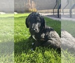 Puppy 4 Goldendoodle-Irish Doodle Mix