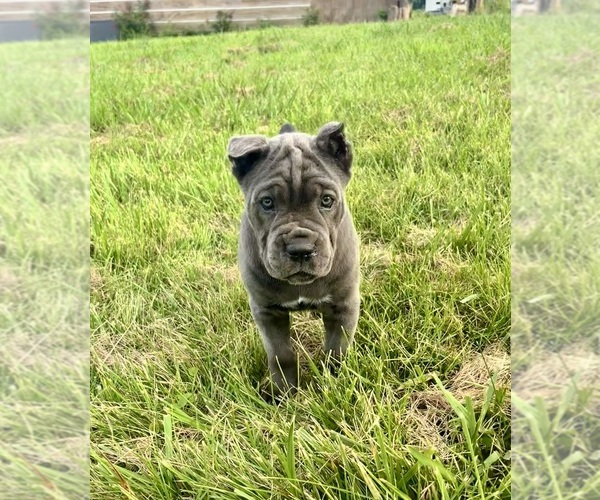 Medium Photo #5 Cane Corso Puppy For Sale in CLARKRANGE, TN, USA