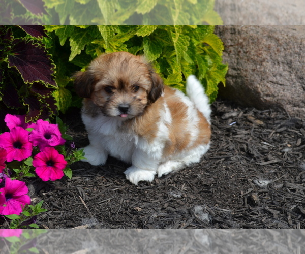 Medium Photo #1 Mal-Shi Puppy For Sale in GREENWOOD, WI, USA
