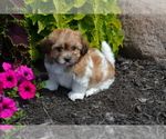 Image preview for Ad Listing. Nickname: Litter of 6