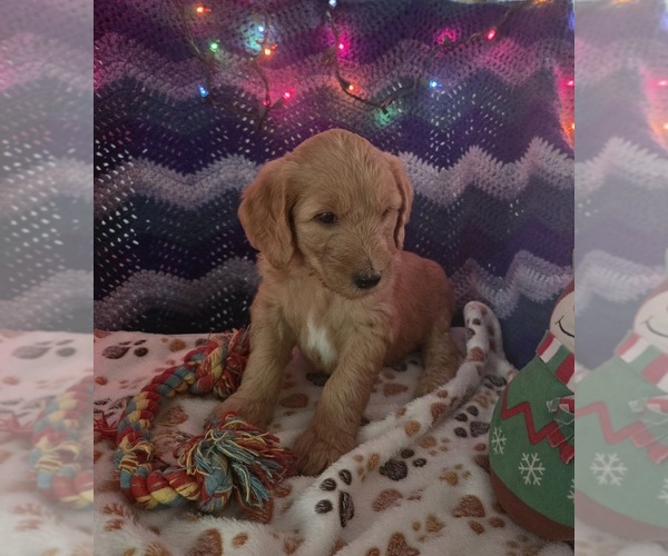 Medium Photo #1 Goldendoodle Puppy For Sale in BATTLE GROUND, WA, USA