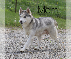 Mother of the Pomsky puppies born on 03/27/2021