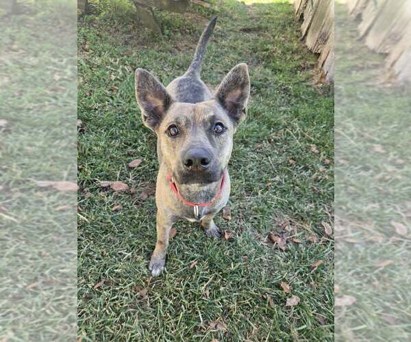 Medium Photo #1 Mutt Puppy For Sale in Abbeville, LA, USA