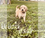 Small Photo #84 Goldendoodle Puppy For Sale in WEST PLAINS, MO, USA