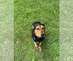 Shepweiller Dogs for adoption in Front Royal, VA, USA