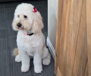 Mother of the Goldendoodle puppies born on 05/18/2025