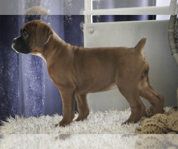Medium Photo #8 Boxer Puppy For Sale in SHIPSHEWANA, IN, USA