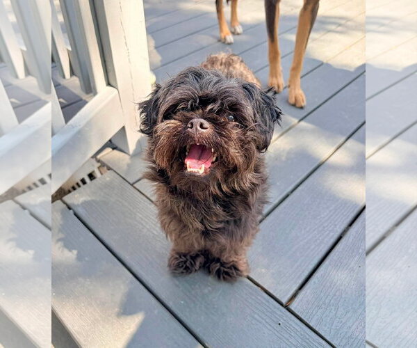 Medium Photo #1 Shih Tzu-Unknown Mix Puppy For Sale in New Oxford , PA, USA