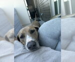 Small #4 Labrador Retriever Mix