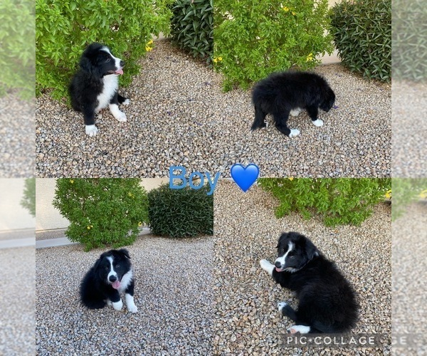 Medium Photo #1 Border Collie Puppy For Sale in AVONDALE, AZ, USA