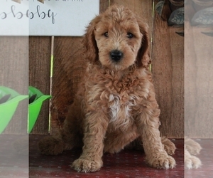 Goldendoodle (Miniature) Puppy for sale in FREDERICKSBURG, OH, USA