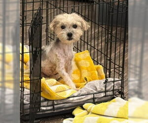 Maltese-Unknown Mix Dogs for adoption in Grafton, WI, USA