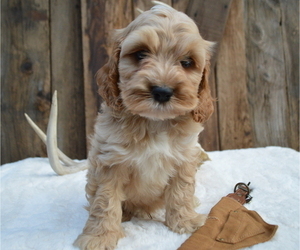 Cock-A-Poo Puppy for sale in HONEY BROOK, PA, USA